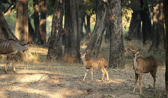 South Luangwa NP
