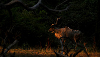 South Luangwa