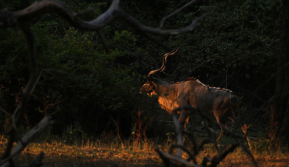 South Luangwa