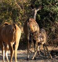 South Luangwa