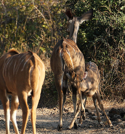 South Luangwa