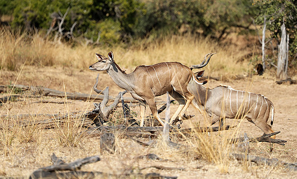 South Luangwa NP