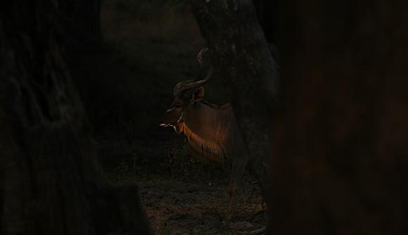 South Luangwa