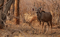 Matetsi private game reserve