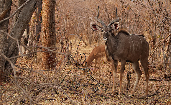 Matetsi private game reserve