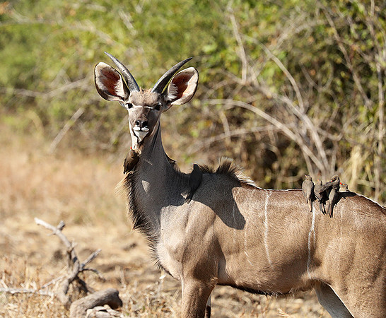 South Luangwa NP