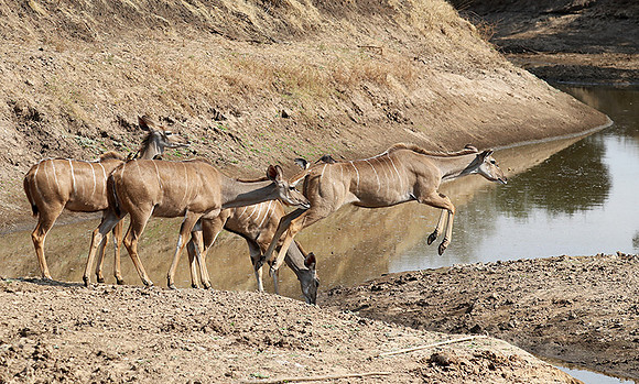 South Luangwa NP