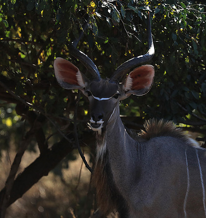 Lower Zambezi NP