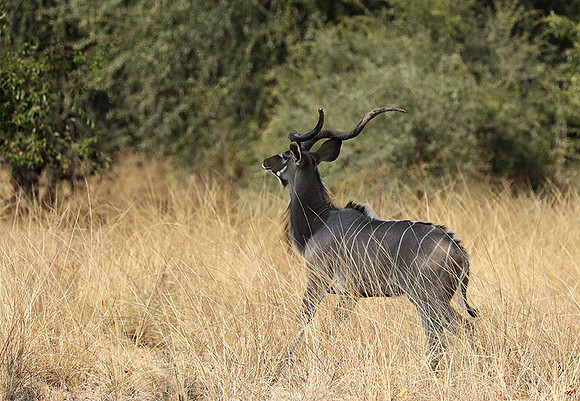 South Luangwa NP