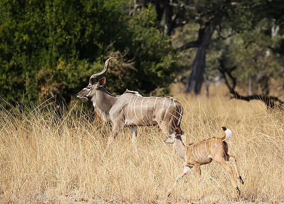 South Luangwa NP