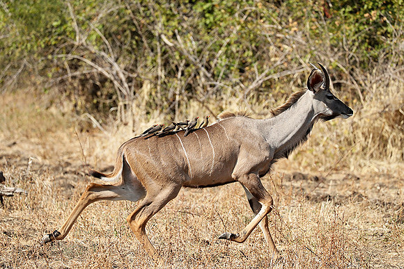 South Luangwa NP