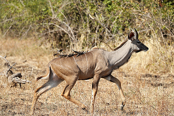 South Luangwa NP