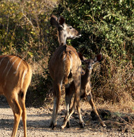 South Luangwa