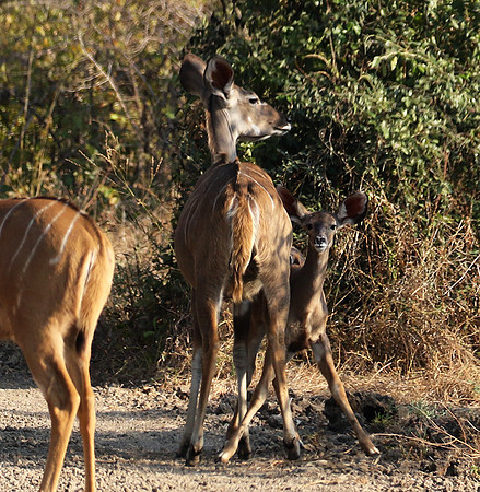 South Luangwa
