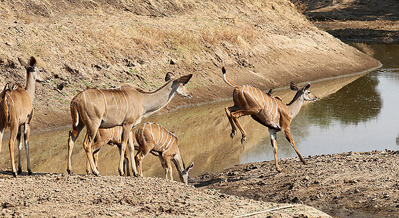 South Luangwa NP
