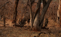 Matetsi private game reserve