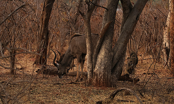 Matetsi private game reserve