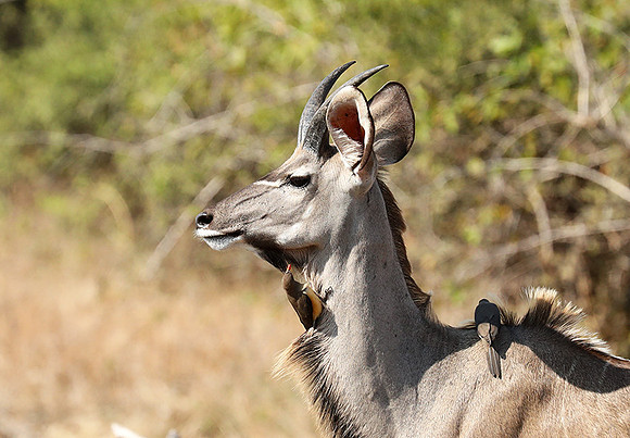 South Luangwa NP