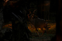 South Luangwa
