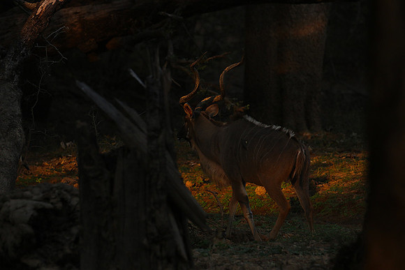 South Luangwa