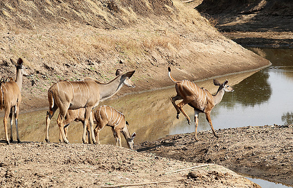 South Luangwa NP