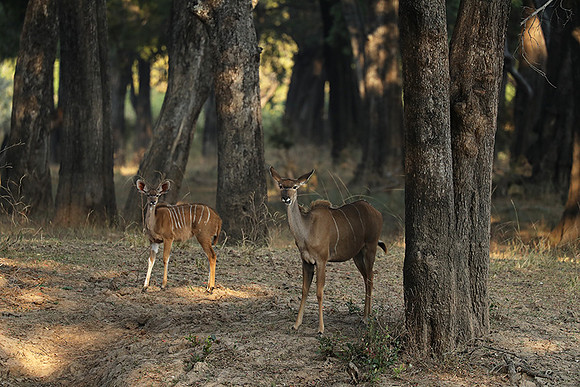 South Luangwa NP
