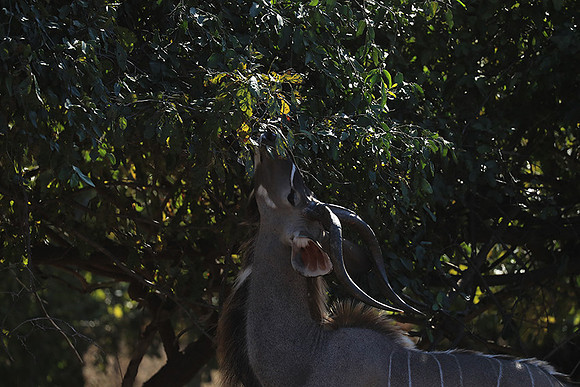Lower Zambezi NP