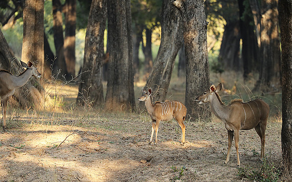 South Luangwa NP