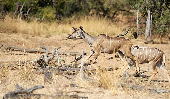 South Luangwa NP