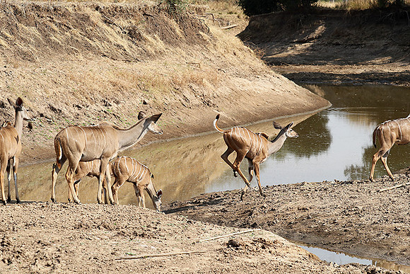 South Luangwa NP