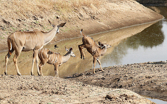 South Luangwa NP