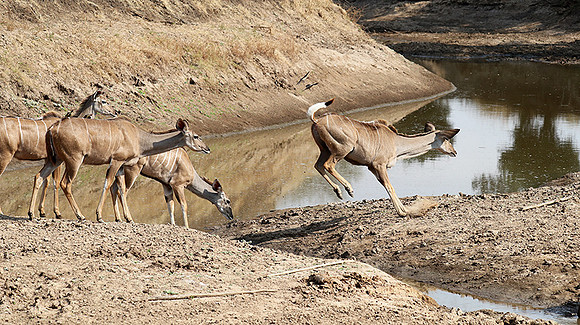 South Luangwa NP