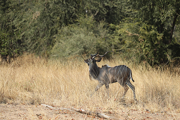 South Luangwa NP