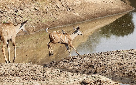 South Luangwa NP