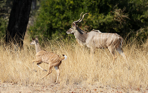 South Luangwa NP