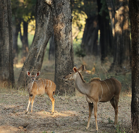 South Luangwa NP