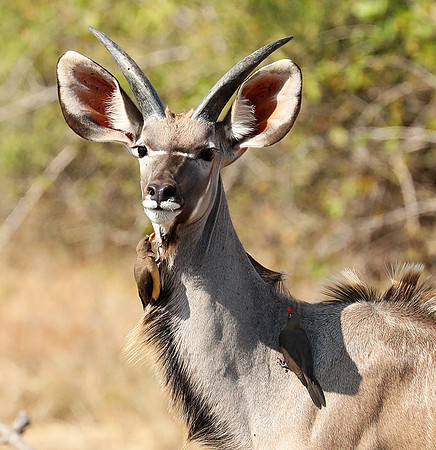 South Luangwa NP