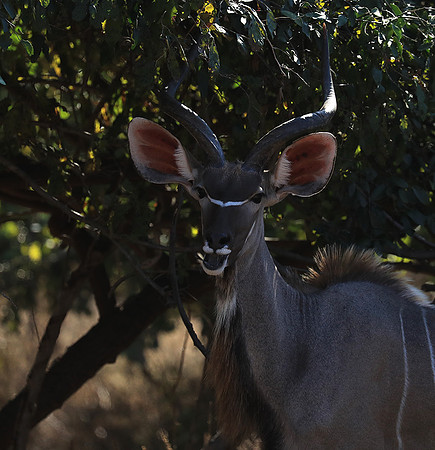 Lower Zambezi NP