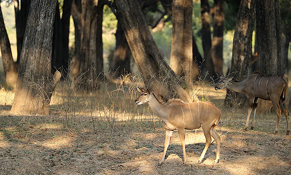 South Luangwa NP