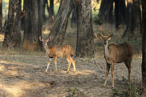 South Luangwa NP
