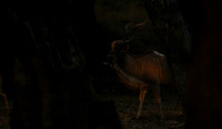 South Luangwa
