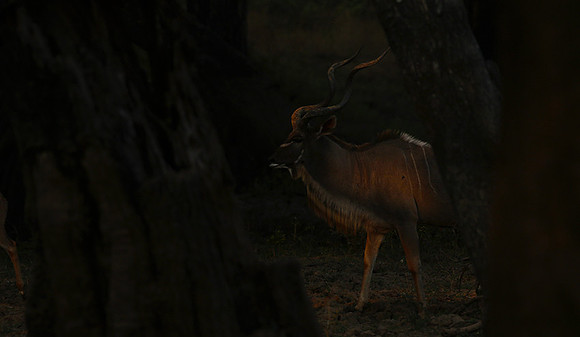 South Luangwa