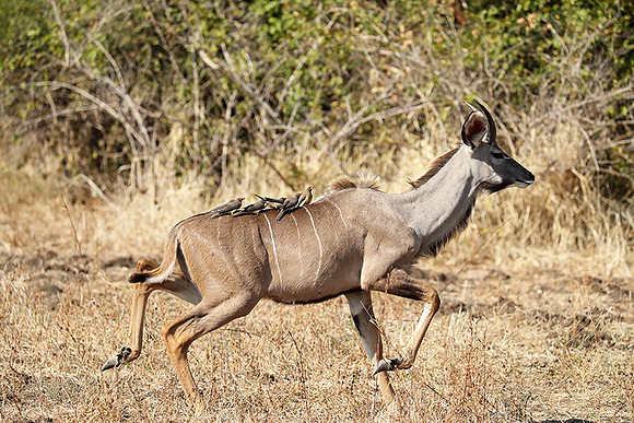 South Luangwa NP