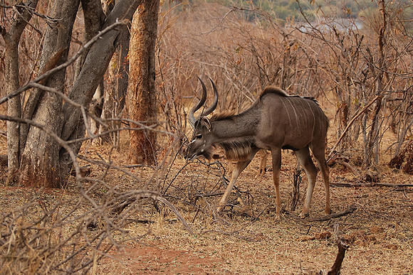 Matetsi private game reserve