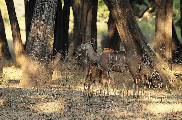 South Luangwa NP