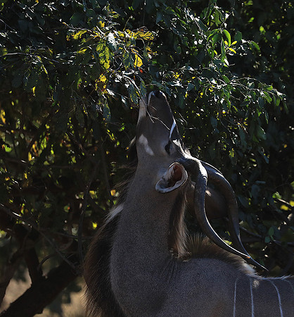 Lower Zambezi NP