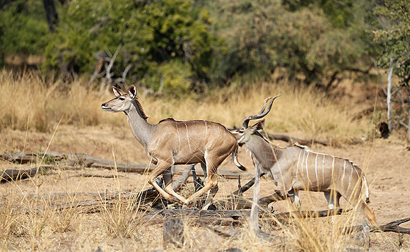 South Luangwa NP