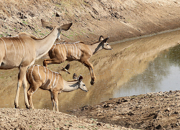 South Luangwa NP