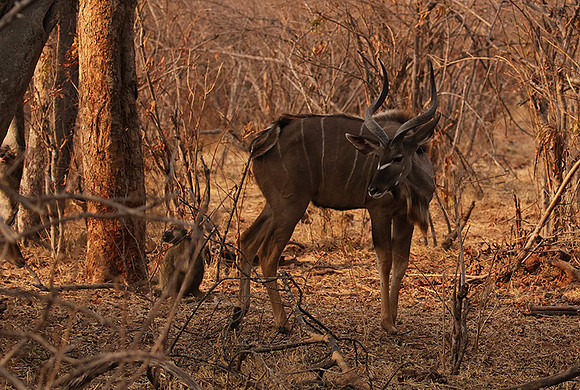 Matetsi private game reserve
