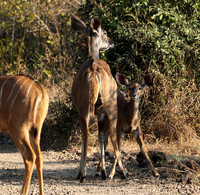 South Luangwa